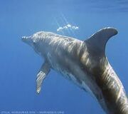 Rough-Toothed Dolphins
