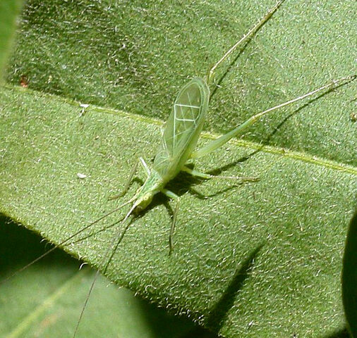 File:Tree cricket.jpg