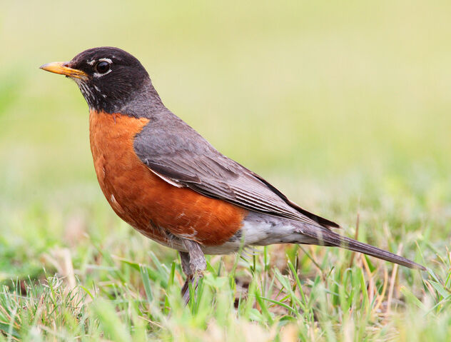 File:Turdus-migratorius-002.jpg