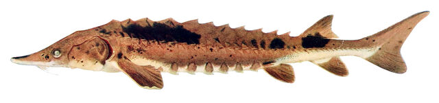 File:Lake Sturgeon.jpg