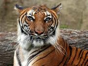 Indochinese Tiger