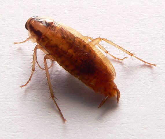 File:German Cockroach.jpg