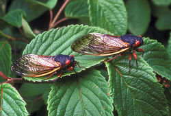 Pharaoh cicada