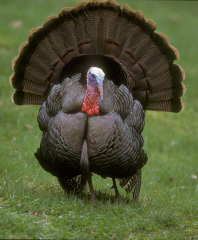 File:Wild Turkey.jpg