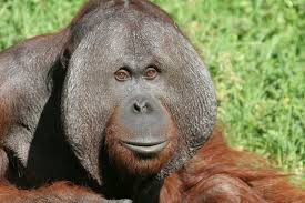 Bornean Orangutan