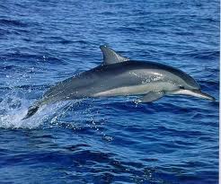 Striped Dolphin