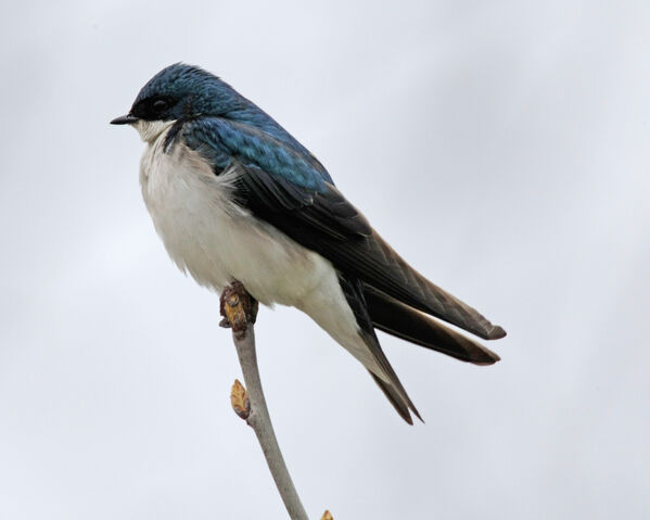 File:Tree Swallow.jpg