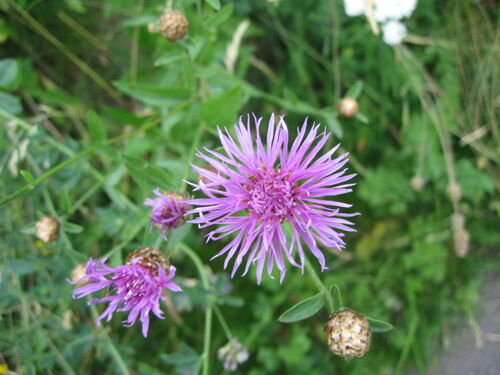 Skabiosen-Flockenblume.jpg