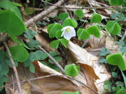 Wald-Sauerklee2.jpg