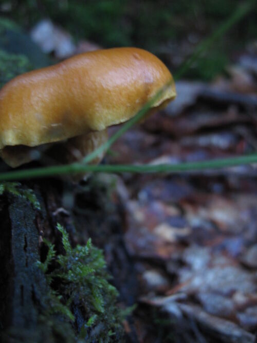 Goldblättriger.Goldnabeling