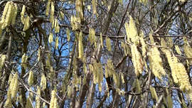 Vlcsnap-2014-03-03-15h34m05s245.png
