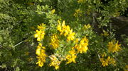 Kanarischer Ginster (Genista canariensis) .jpg