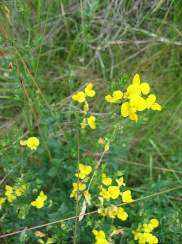 Gewöhnlicher Hornklee.jpg