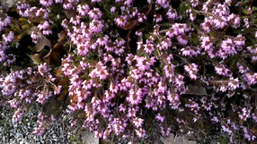 Vlcsnap-2014-03-03-16h28m22s47.png
