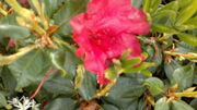 Alpenrose "Baden-Baden" (Rhododendron forrestii)