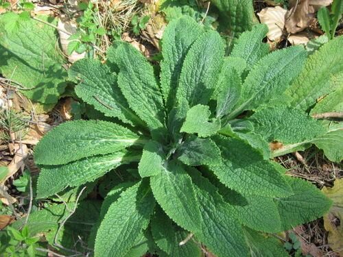 Schlüsselblume
