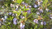 Rhododendron "Blue Tit" (Rhododendron impeditum).jpg