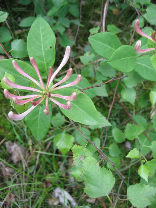 Waldgeißblatt.jpg
