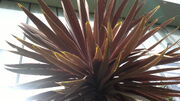 Keulenlilie "Purpurea" (Cordyline australis)