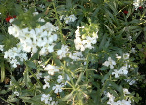 260720131423.jpg