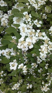 Japan-Schneeball (Viburnum plicatum)