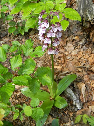 Purpur-Knabenkraut 7. Juni 2010.jpg