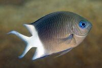 Spiny damselfish.jpg