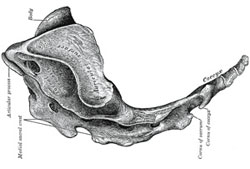 Top10 vestigial coccyx