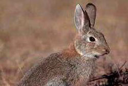 Top10 vestigial rabbit-hair