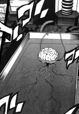 File:Brain.jpg