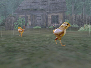 Chick01