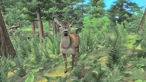 Deer