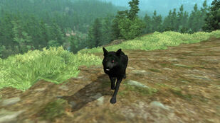 Senile Shadow Wolf