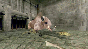 Boar Ostian