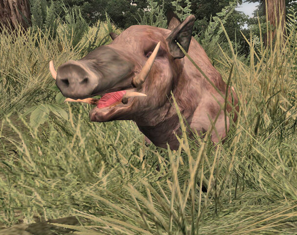 File:Young Boar cr.jpg