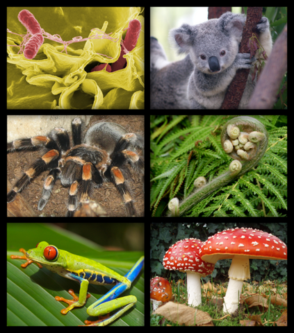 File:Biology.png