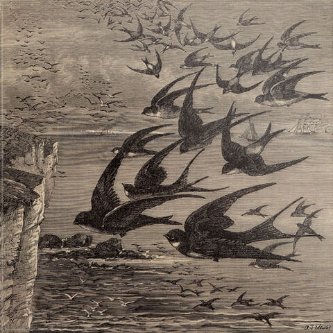 File:Little Birds.jpg