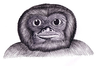 File:Venezuelan littlefoot.jpg