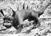 Hodag 1