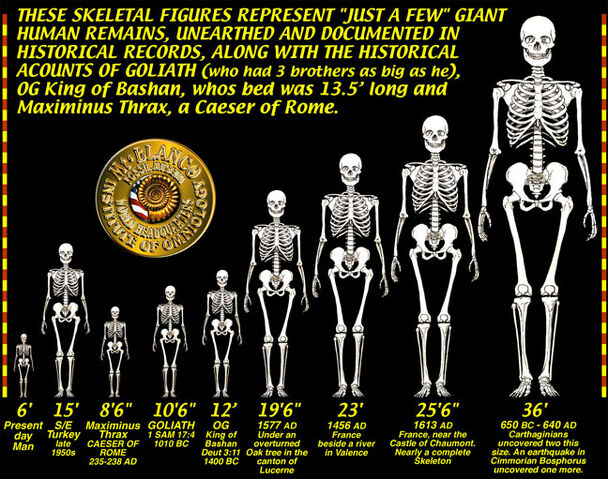 File:GIANT-SKELETONS-CHART.jpg