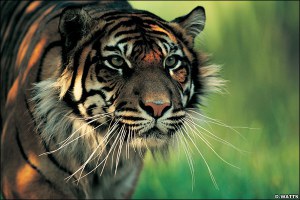 File:Harimau-sumatera1.jpg
