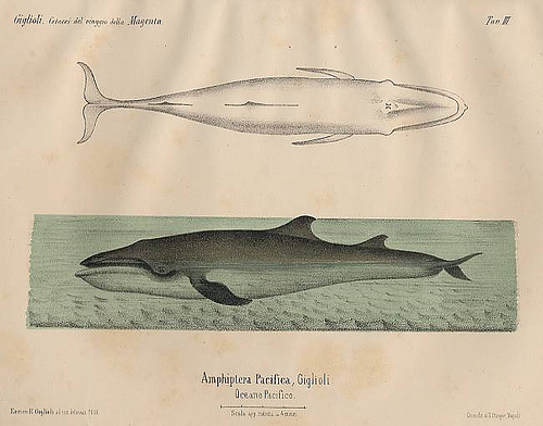 File:Gigliolis-whale (1).jpg