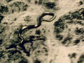 Thumbnail for version as of 11:17, November 8, 2013