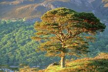 Scots Pine