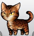 OcicatOrange