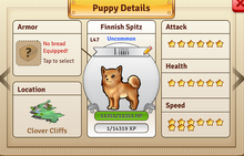 Finnish Spitz