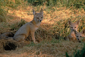 Shetlandian Fox