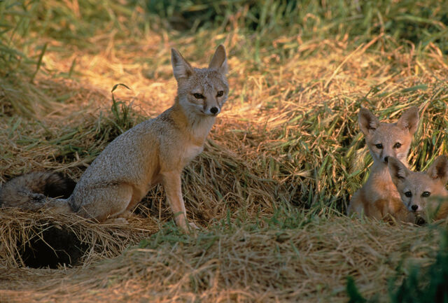 File:Shetlandian Fox.jpg