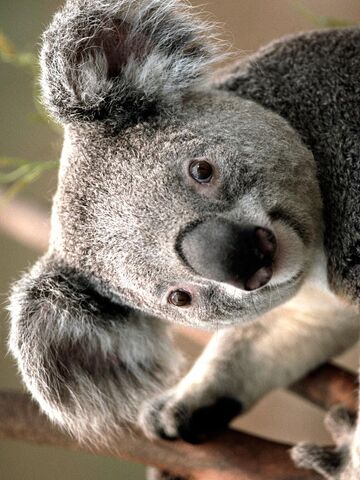 File:Koala.jpg