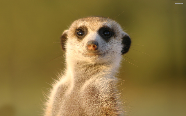 File:Meerkat.png